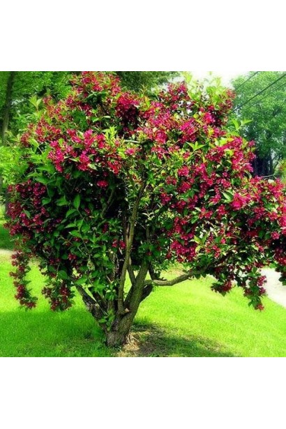 Вейгела Брістол Рубі